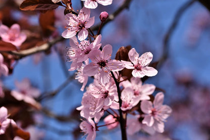 Ornamental Cherry Flowers Closeup Photograph Print 100% Australian Made