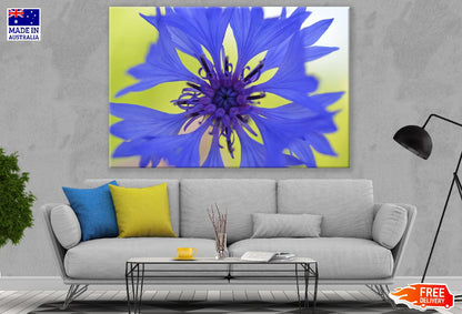 Blue Cornflower Closeup Photograph Print 100% Australian Made