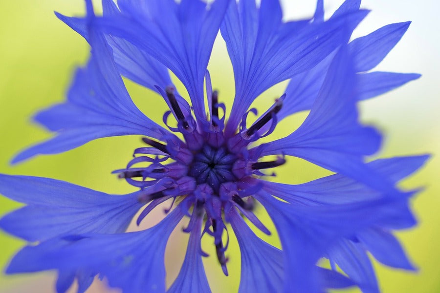 Blue Cornflower Closeup Photograph Print 100% Australian Made