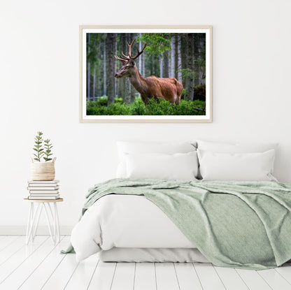 Deer in Forest Photograph Home Decor Premium Quality Poster Print Choose Your Sizes