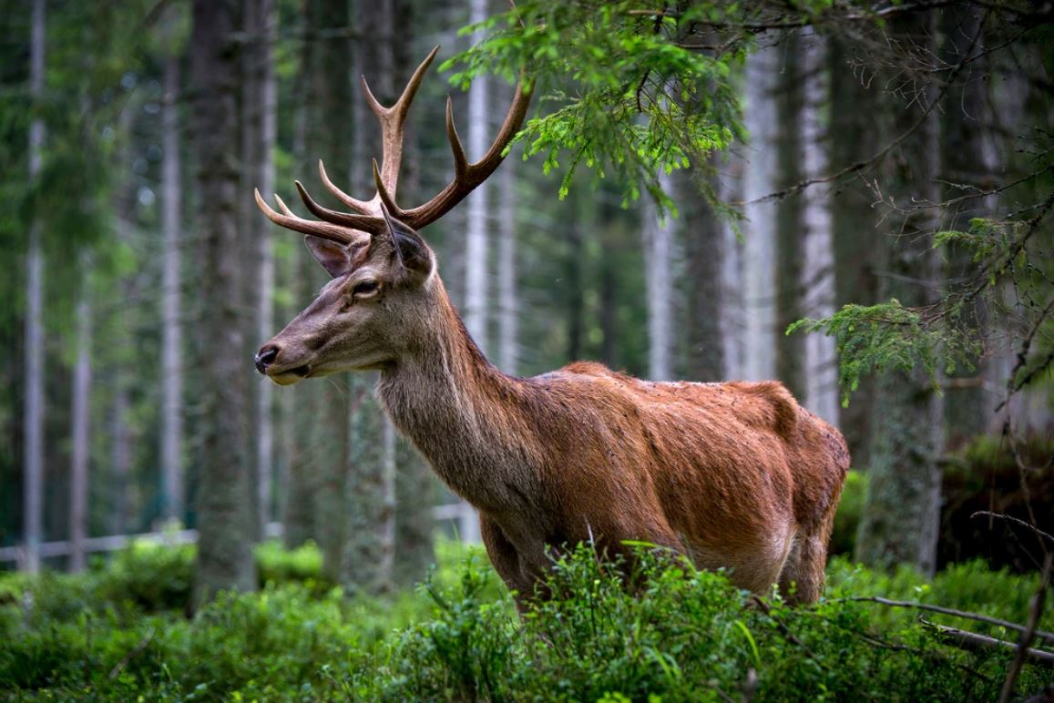 Deer in Forest Photograph Home Decor Premium Quality Poster Print Choose Your Sizes
