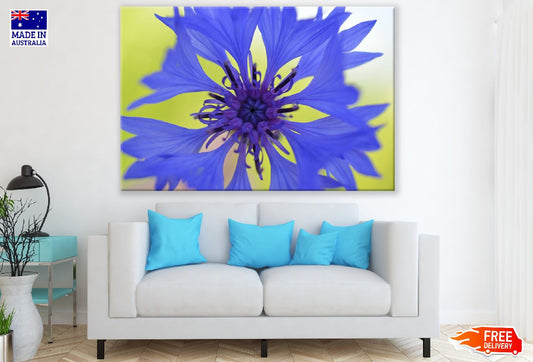 Blue Cornflower Closeup Photograph Print 100% Australian Made