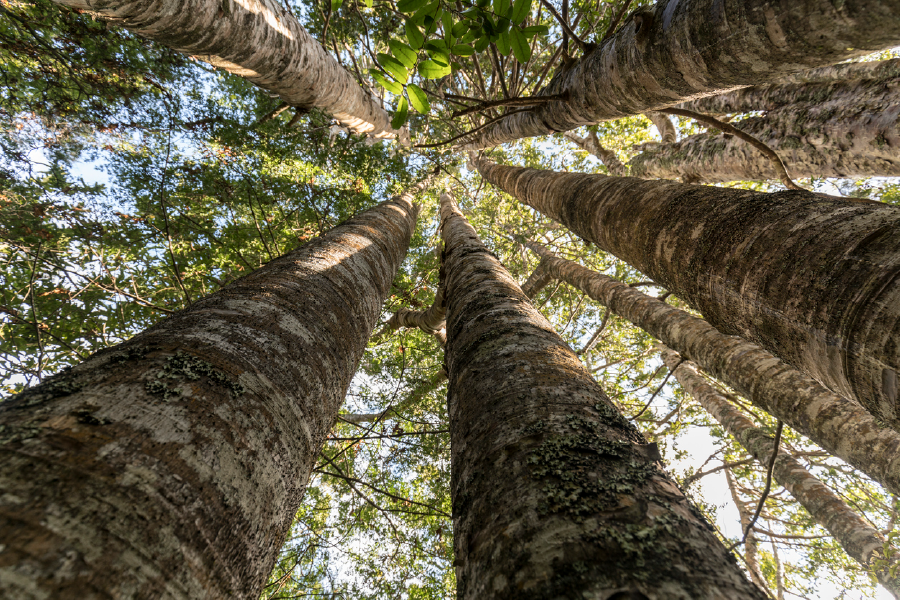 Trees View From Below Photograph Print 100% Australian Made