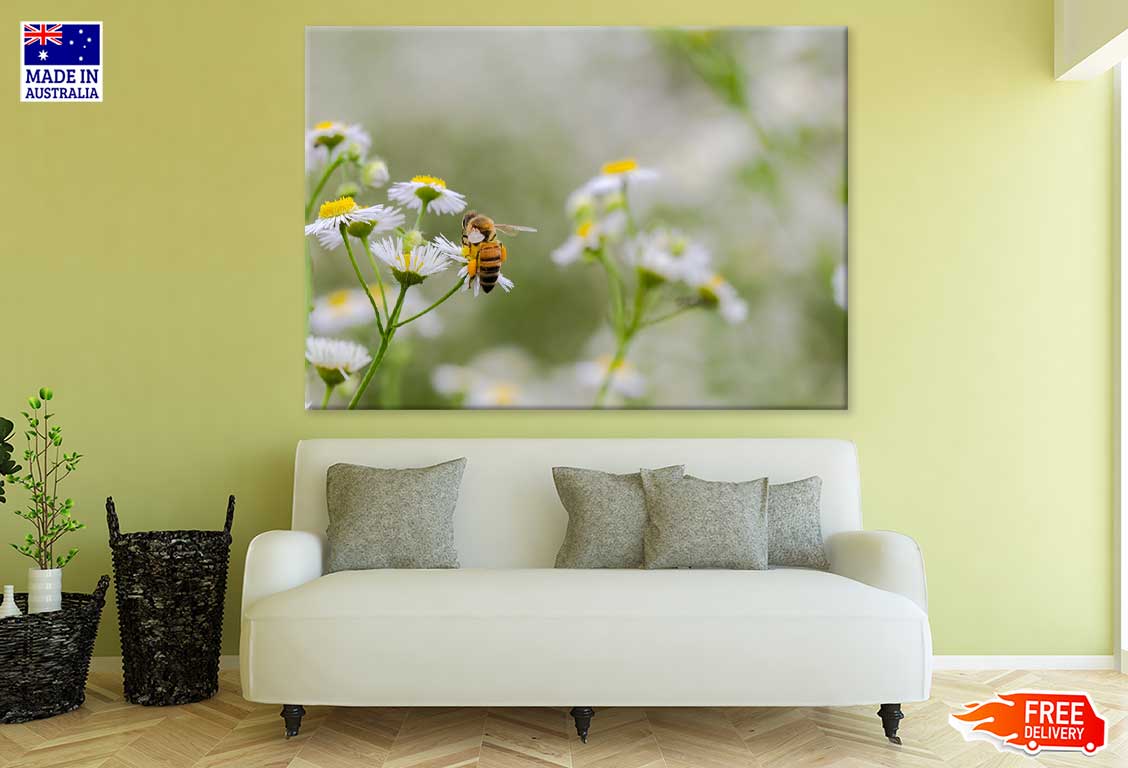 Bee on Chamomile Flowers View Photograph Print 100% Australian Made