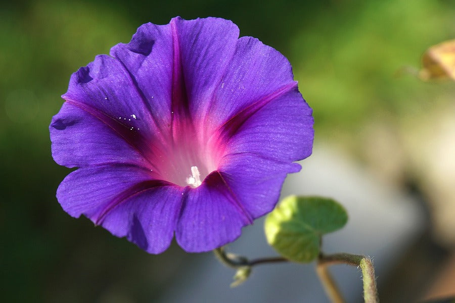 Purple Glory Flower Closeup Photograph Print 100% Australian Made