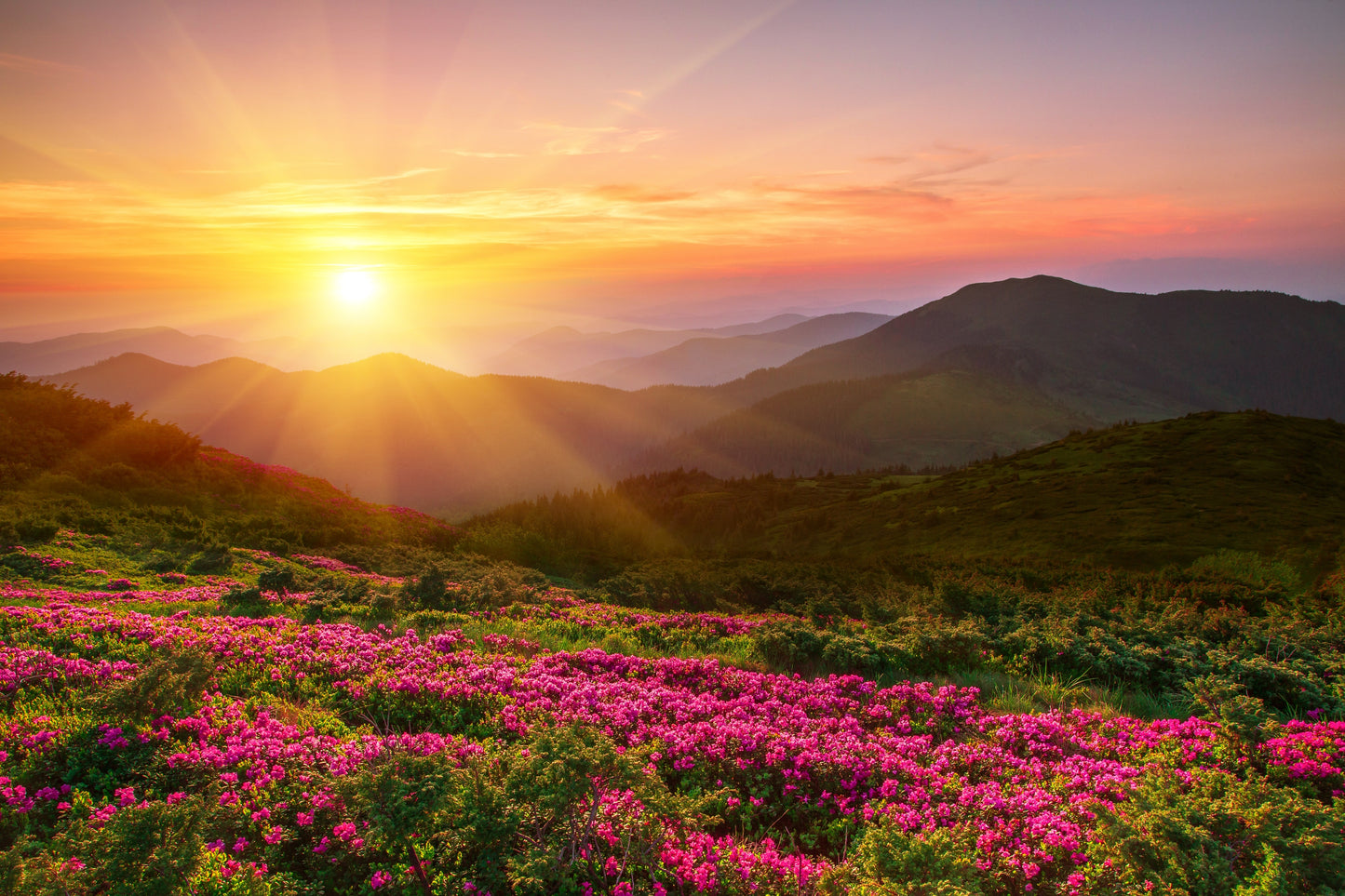 Sunset Over Flower Field Scenery Home Decor Premium Quality Poster Print Choose Your Sizes