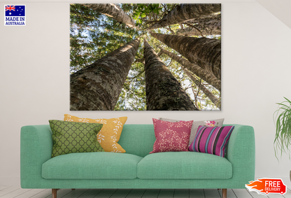 Trees View From Below Photograph Print 100% Australian Made