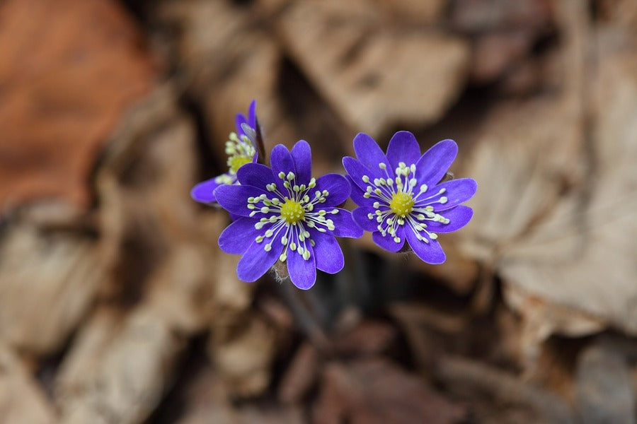 Liverwort Flowers Closeup Photograph Print 100% Australian Made