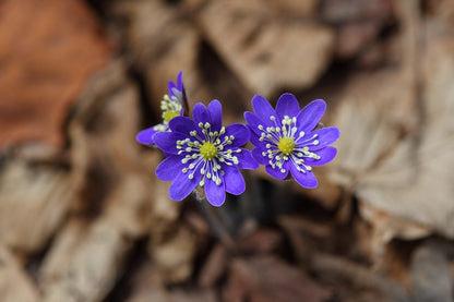 Liverwort Flowers Closeup Photograph Print 100% Australian Made