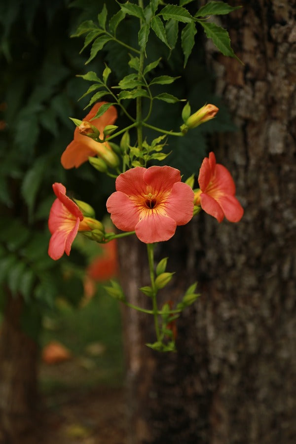 Campsis Jacaranda Flower Tree Photograph Print 100% Australian Made