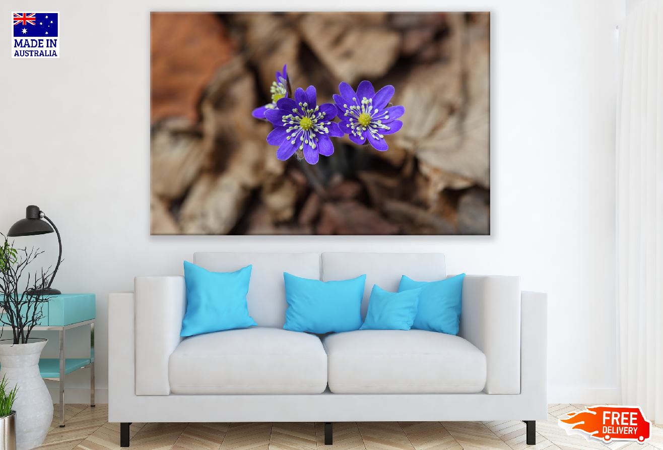 Liverwort Flowers Closeup Photograph Print 100% Australian Made