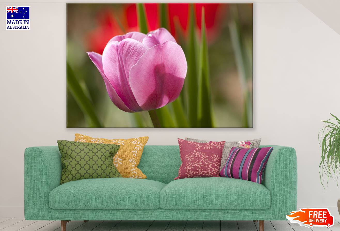 Pink Tulip Flower Closeup Photograph Print 100% Australian Made