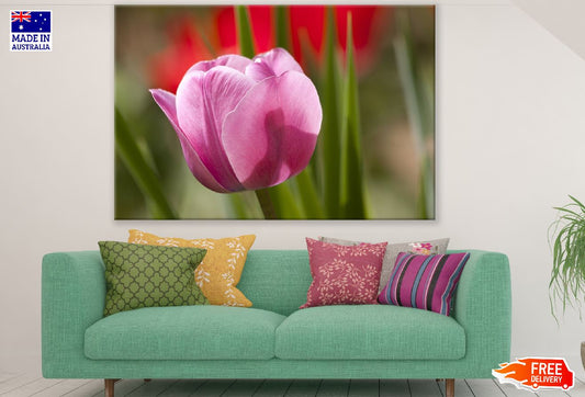 Pink Tulip Flower Closeup Photograph Print 100% Australian Made