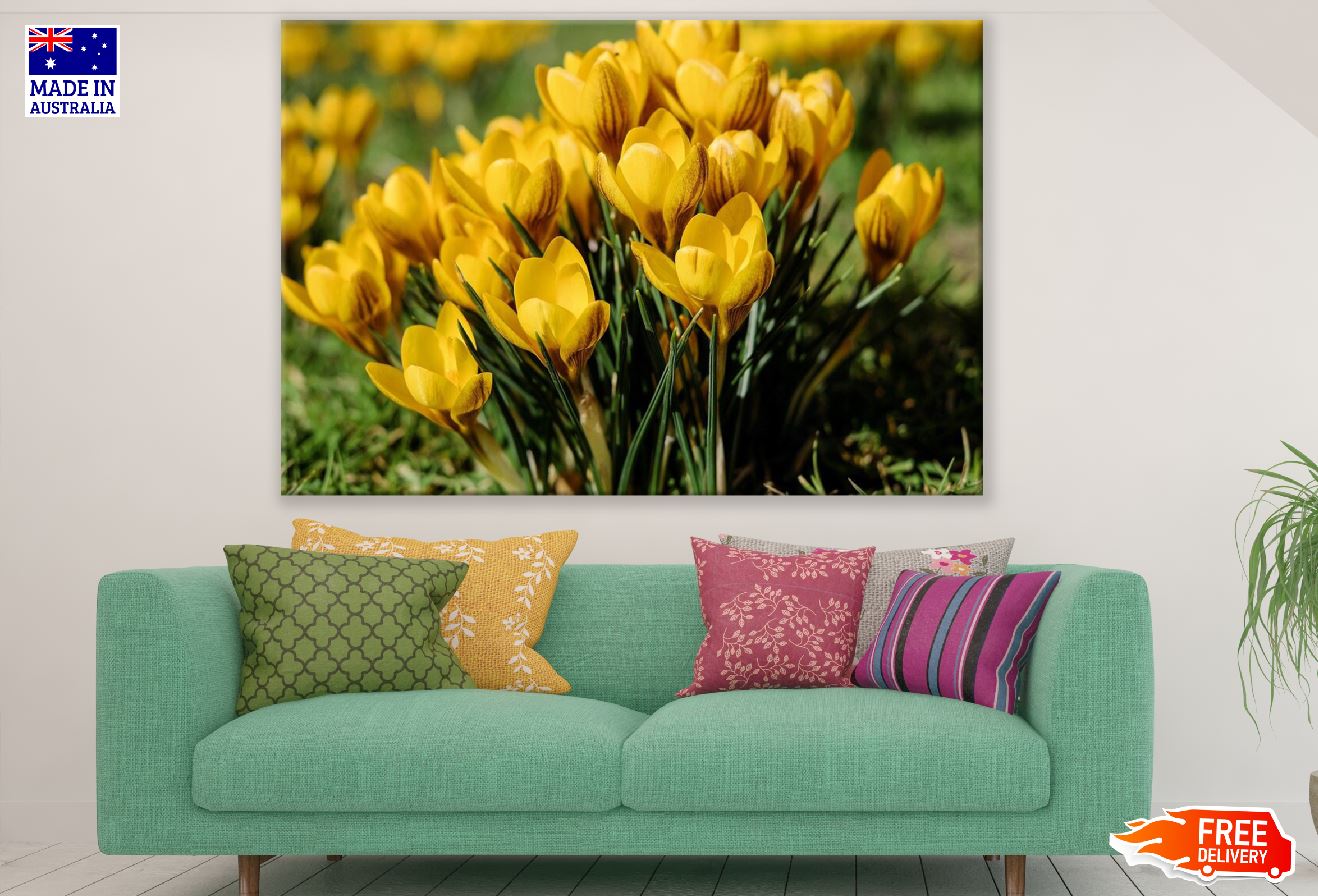 Yellow Crocus Flowers Photograph Print 100% Australian Made