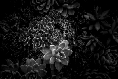 Cactus Plant Closeup B&W Photograph Print 100% Australian Made