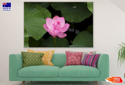 Pink Lotus Flower with Leaves Photograph Print 100% Australian Made