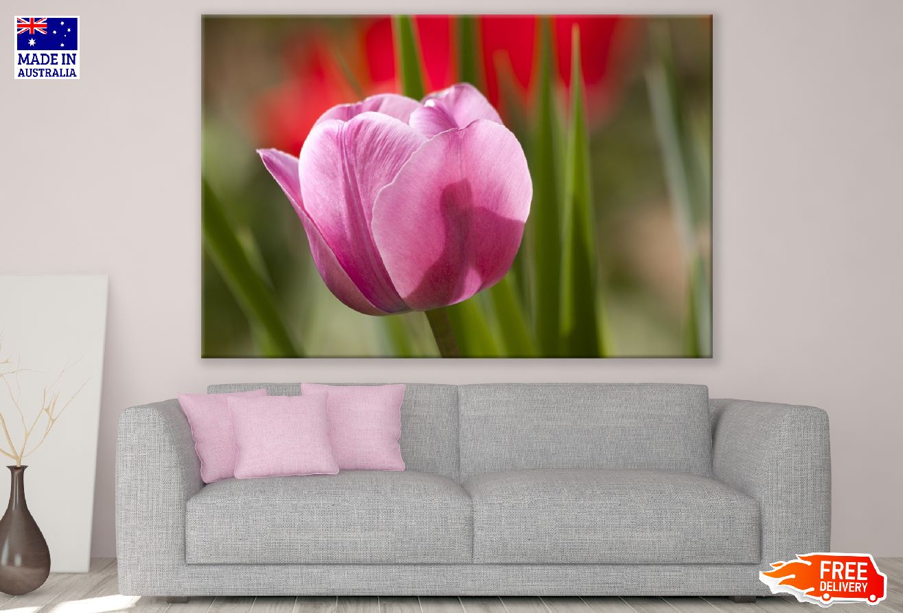 Pink Tulip Flower Closeup Photograph Print 100% Australian Made
