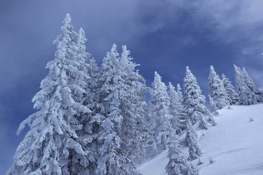 Snow Covered Trees on Mountain Photograph Print 100% Australian Made