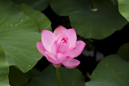 Pink Lotus Flower with Leaves Photograph Print 100% Australian Made