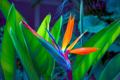 Colorful Paradise Flower Closeup Photograph Print 100% Australian Made