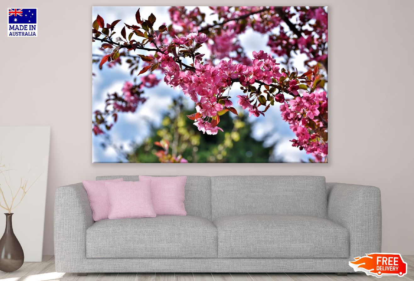 Ornamental Cherry Flowers with Branch Photograph Print 100% Australian Made