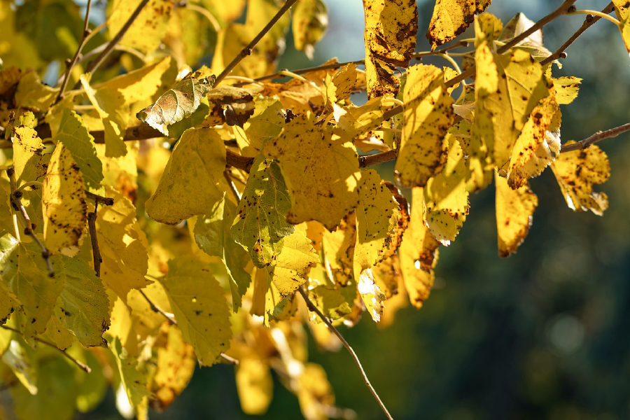 Yellow Leaves Closeup Photograph Print 100% Australian Made