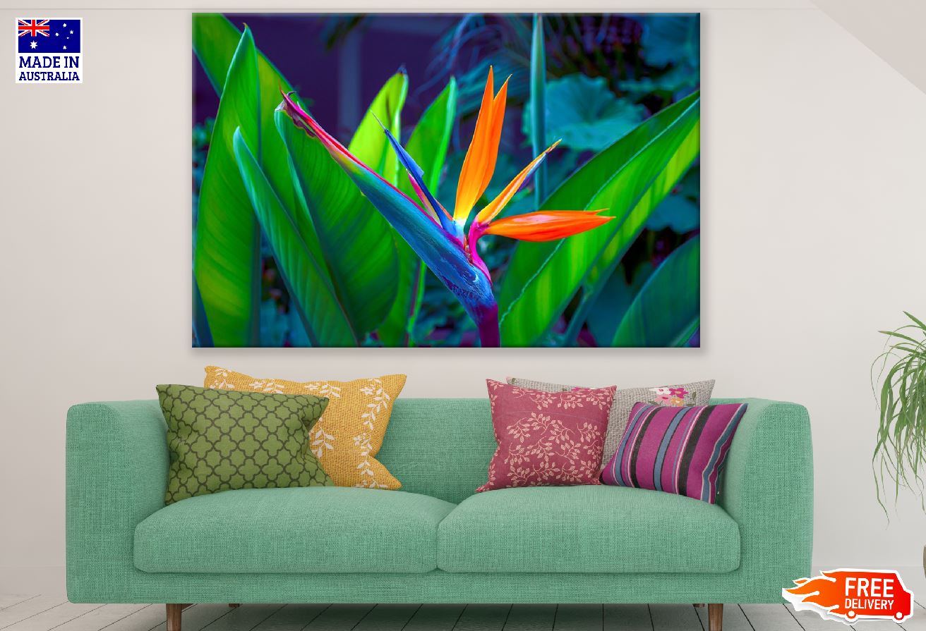 Colorful Paradise Flower Closeup Photograph Print 100% Australian Made