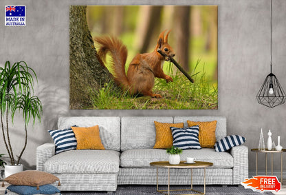 Red Squirrel Under the Tree Closeup Photograph Print 100% Australian Made