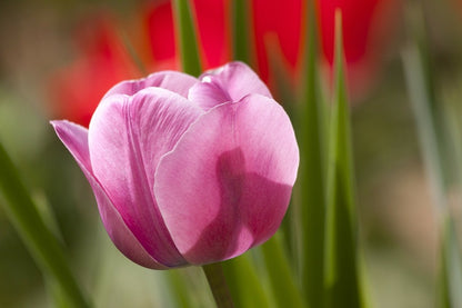 Pink Tulip Flower Closeup Photograph Print 100% Australian Made