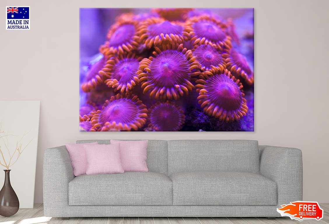 Purple Coral Reef Flowers View Photograph Print 100% Australian Made