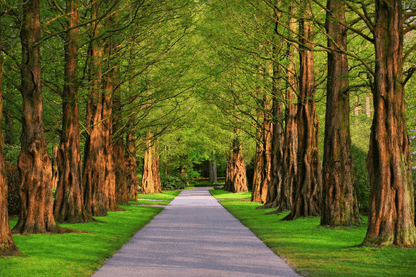 Trees On Park Photograph Print 100% Australian Made