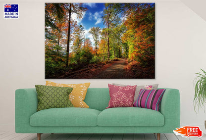 Autumn Tree Forest & Road Photograph Print 100% Australian Made