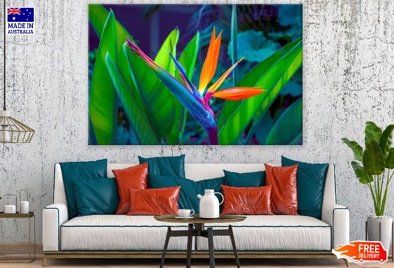 Colorful Paradise Flower Closeup Photograph Print 100% Australian Made