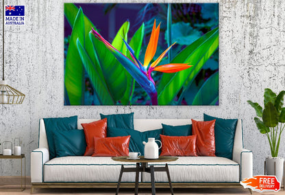 Colorful Paradise Flower Closeup Photograph Print 100% Australian Made