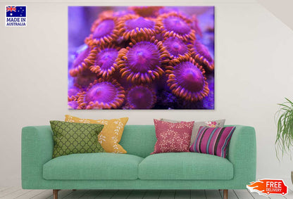 Purple Coral Reef Flowers View Photograph Print 100% Australian Made