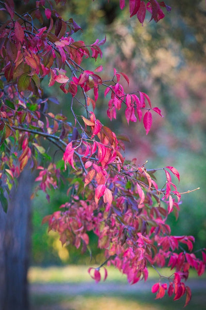 Pink Leaves Autumn Tree Photograph Print 100% Australian Made