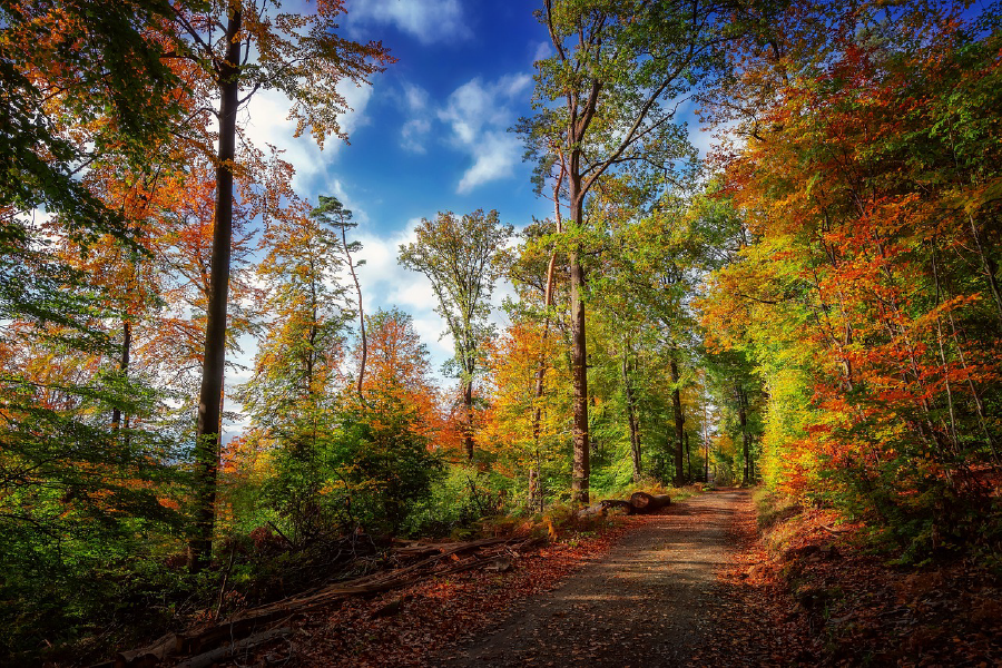 Autumn Tree Forest & Road Photograph Print 100% Australian Made