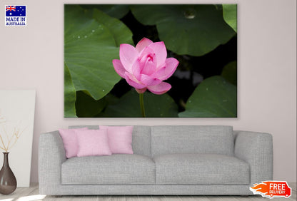 Pink Lotus Flower with Leaves Photograph Print 100% Australian Made
