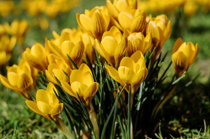 Yellow Crocus Flowers Photograph Print 100% Australian Made