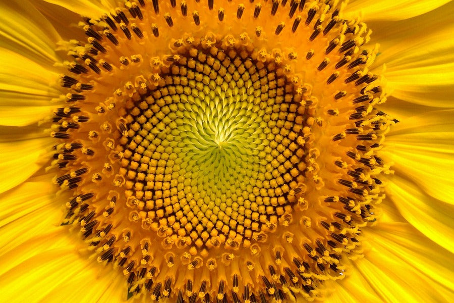 Sunflower Macro Photograph Print 100% Australian Made