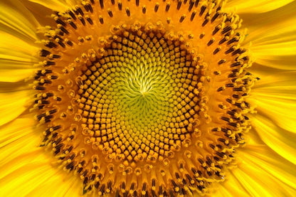 Sunflower Macro Photograph Print 100% Australian Made