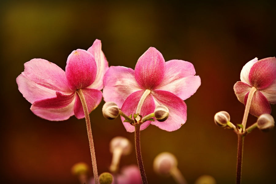 Pink Anemone Flowers Backview Photograph Print 100% Australian Made