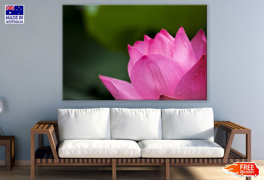 Pink Lotus Flower Closeup Photograph Print 100% Australian Made