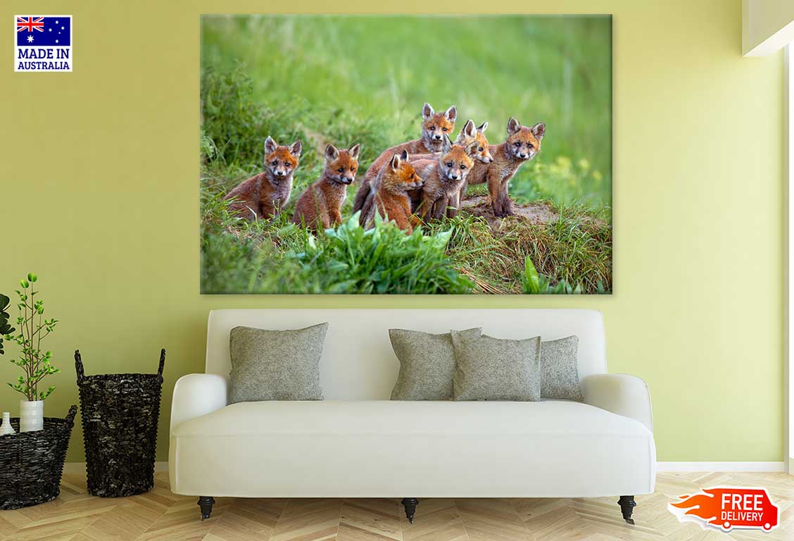 Red Fox Cubs Grass Field View Photograph Print 100% Australian Made