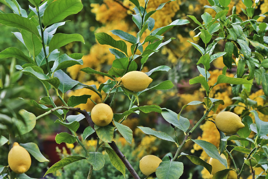 Lemon Plant Closeup Photograph Print 100% Australian Made