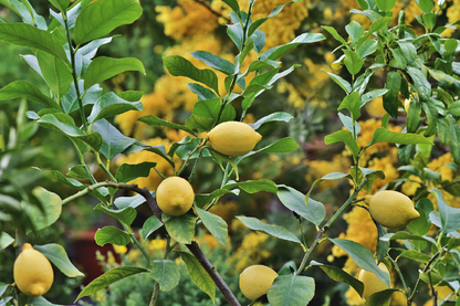 Lemon Plant Closeup Photograph Print 100% Australian Made