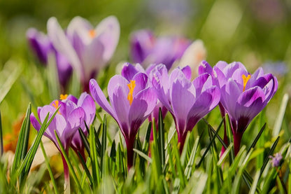 Pink Crocus Flowers Photograph Print 100% Australian Made