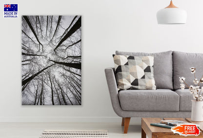 Dead Trees View From Below Photograph Print 100% Australian Made