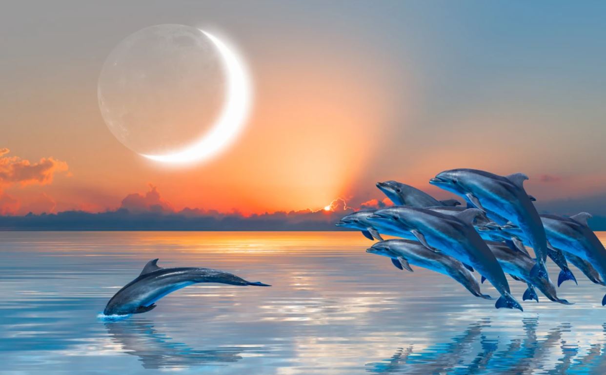 Dolphins on Sea Scenery Photograph Home Decor Premium Quality Poster Print Choose Your Sizes
