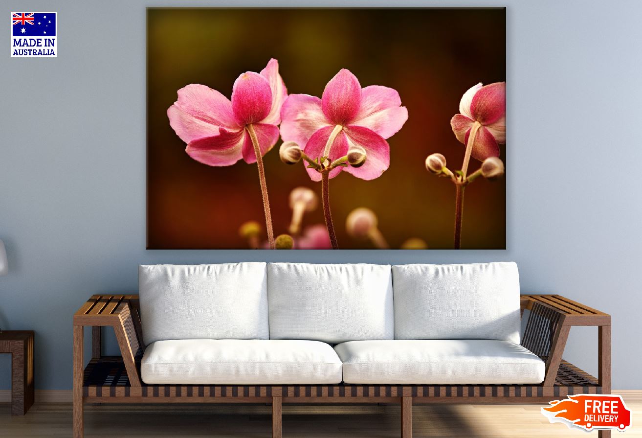 Pink Anemone Flowers Backview Photograph Print 100% Australian Made